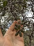  ( - FDS-CA-06677)  @11 [ ] by (2025) Justin Paulin Fungal Diversity Survey
