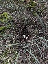  ( - FDS-CA-06674)  @11 [ ] by (2025) Justin Paulin Fungal Diversity Survey