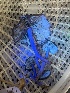  ( - FDS-CA-08573)  @11 [ ] by-nc (2025) Dean Lyons Fungal Diversity Survey