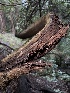  ( - FDS-CA-08163)  @11 [ ] by-nc (2025) Damon Tighe Fungal Diversity Survey