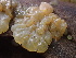  (Ductifera - FDS-CA-08163)  @11 [ ] by-nc (2025) Damon Tighe Fungal Diversity Survey