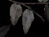  ( - FDS-CA-08164)  @11 [ ] by-nc (2025) Damon Tighe Fungal Diversity Survey