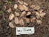  ( - FDS-CA-08164)  @11 [ ] by-nc (2025) Damon Tighe Fungal Diversity Survey