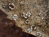  (Stictis - FDS-CA-08164)  @11 [ ] by-nc (2025) Damon Tighe Fungal Diversity Survey