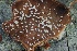  ( - FDS-CA-06327)  @11 [ ] by-nc (2025) Taye Bright Fungal Diversity Survey