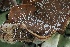  ( - FDS-CA-06327)  @11 [ ] by-nc (2025) Taye Bright Fungal Diversity Survey
