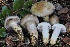  ( - FDS-CA-06328)  @11 [ ] by-nc (2025) Taye Bright Fungal Diversity Survey