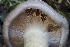  ( - FDS-CA-06328)  @11 [ ] by-nc (2025) Taye Bright Fungal Diversity Survey