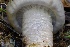  ( - FDS-CA-06328)  @11 [ ] by-nc (2025) Taye Bright Fungal Diversity Survey