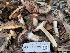  ( - FDS-CA-08193)  @11 [ ] by-nc (2025) Damon Tighe Fungal Diversity Survey