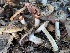  ( - FDS-CA-08193)  @11 [ ] by-nc (2025) Damon Tighe Fungal Diversity Survey