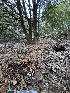  ( - FDS-CA-08193)  @11 [ ] by-nc (2025) Damon Tighe Fungal Diversity Survey