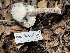  ( - FDS-CA-08195)  @11 [ ] by-nc (2025) Damon Tighe Fungal Diversity Survey