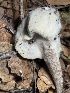  ( - FDS-CA-08195)  @11 [ ] by-nc (2025) Damon Tighe Fungal Diversity Survey