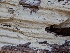  (Cristinia sp. CA01 - FDS-CA-00836)  @11 [ ] by-nc (2024) Warren Cardimona Fungal Diversity Survey