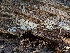  ( - FDS-CA-00836)  @11 [ ] by-nc (2024) Warren Cardimona Fungal Diversity Survey