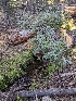  ( - FDS-CA-00896)  @11 [ ] by-nc (2024) Warren Cardimona Fungal Diversity Survey