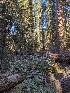  ( - FDS-CA-00896)  @11 [ ] by-nc (2024) Warren Cardimona Fungal Diversity Survey