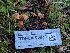  ( - FDS-CA-00839)  @11 [ ] by-nc (2024) Warren Cardimona Fungal Diversity Survey