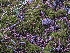 ( - FDS-CA-00839)  @11 [ ] by-nc (2024) Warren Cardimona Fungal Diversity Survey