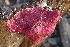  ( - FDS-CA-00876)  @11 [ ] by-nc (2024) Warren Cardimona Fungal Diversity Survey