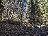  ( - FDS-CA-00876)  @11 [ ] by-nc (2024) Warren Cardimona Fungal Diversity Survey