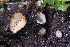  (Perilachnea sp. CA02 - FDS-CA-00837)  @11 [ ] by-nc (2024) Warren Cardimona Fungal Diversity Survey