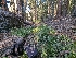  ( - FDS-CA-00837)  @11 [ ] by-nc (2024) Warren Cardimona Fungal Diversity Survey