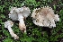  ( - FDS-CA-06399)  @11 [ ] by-nc (2024) Warren Cardimona Fungal Diversity Survey