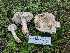  ( - FDS-CA-06399)  @11 [ ] by-nc (2024) Warren Cardimona Fungal Diversity Survey