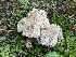  ( - FDS-CA-06399)  @11 [ ] by-nc (2024) Warren Cardimona Fungal Diversity Survey