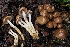  ( - FDS-CA-06397)  @11 [ ] by-nc (2024) Warren Cardimona Fungal Diversity Survey