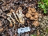  ( - FDS-CA-06397)  @11 [ ] by-nc (2024) Warren Cardimona Fungal Diversity Survey