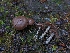  ( - FDS-CA-09012)  @11 [ ] by-nc (2024) Warren Cardimona Fungal Diversity Survey