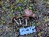  ( - FDS-CA-09012)  @11 [ ] by-nc (2024) Warren Cardimona Fungal Diversity Survey