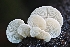  ( - FDS-CA-06303)  @11 [ ] by-nc (2024) Warren Cardimona Fungal Diversity Survey