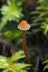  ( - FDS-CA-06315)  @11 [ ] by-nc (2024) Warren Cardimona Fungal Diversity Survey
