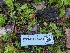  ( - FDS-CA-06315)  @11 [ ] by-nc (2024) Warren Cardimona Fungal Diversity Survey