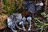  ( - FDS-CA-08573)  @11 [ ] by-nc (2025) Dean Lyons Fungal Diversity Survey