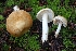  ( - FDS-CA-06317)  @11 [ ] by-nc (2024) Warren Cardimona Fungal Diversity Survey