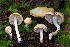  ( - FDS-CA-06317)  @11 [ ] by-nc (2024) Warren Cardimona Fungal Diversity Survey