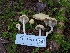  ( - FDS-CA-06317)  @11 [ ] by-nc (2024) Warren Cardimona Fungal Diversity Survey