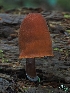  ( - FDS-CA-06320)  @11 [ ] by-nc (2024) Warren Cardimona Fungal Diversity Survey
