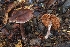  ( - FDS-CA-06322)  @11 [ ] by-nc (2024) Warren Cardimona Fungal Diversity Survey