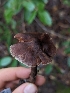  ( - FDS-CA-06322)  @11 [ ] by-nc (2024) Warren Cardimona Fungal Diversity Survey