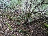  ( - FDS-CA-06322)  @11 [ ] by-nc (2024) Warren Cardimona Fungal Diversity Survey