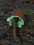  ( - FDS-CA-06320)  @11 [ ] by-nc (2024) Warren Cardimona Fungal Diversity Survey