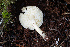  (Leucoagaricus sp. CA20 - FDS-CA-08465)  @11 [ ] by-nc (2025) Dean Lyons Fungal Diversity Survey