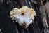  (Ramaria sp. CA04 - FDS-CA-08728)  @11 [ ] c (2025) Marinna Grijalva Fungal Diversity Survey