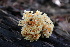  ( - FDS-CA-08728)  @11 [ ] c (2025) Marinna Grijalva Fungal Diversity Survey
